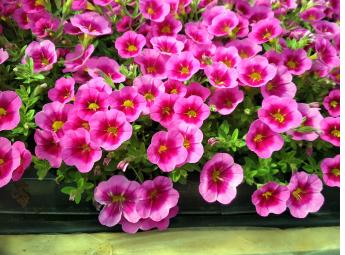 Aloha Classic Tiki Hot Pink