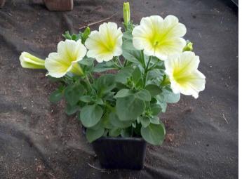 Potunia Yellow