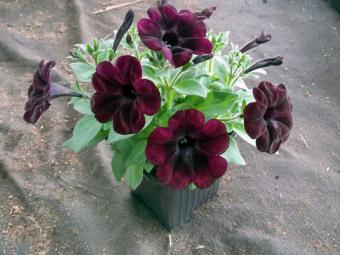 Sweetunia Black Satin