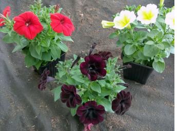 Potunia Red, Potunia Yellow, Sweetunia Black Satin