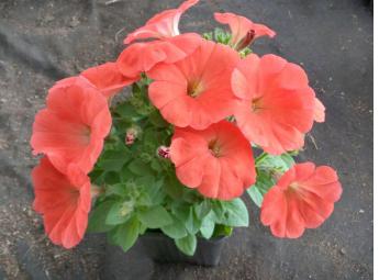 Potunia Papaya
