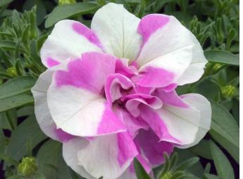 Origami Pink Touch