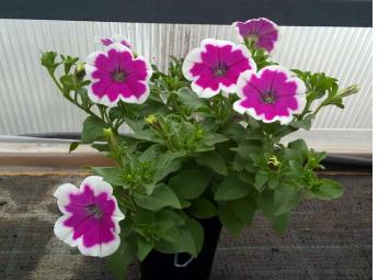 Петуния Surprise Magenta Halo