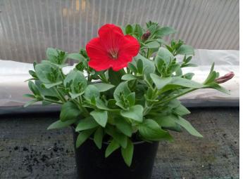 Петуния Surprise Red