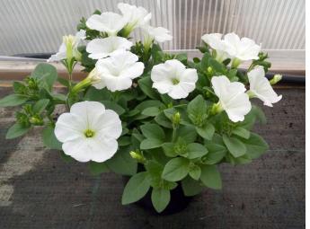 Петуния Surprise White