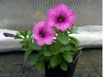 Sweetunia Purple Vein