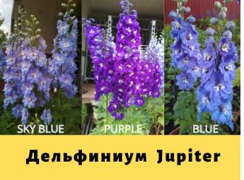 Дельфиниум Jupiter