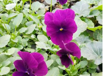 Виола Cool Wave Purple в питомнике
